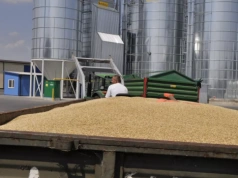 Pszenica może zdrożeć, bydło stanieć. A co z cenami nawozów i świń?