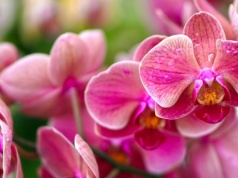 Weź z łazienki i wkrusz do storczyka. Na majówkę zobaczysz pierwsze kwiatki