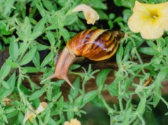 Mniej chemii, więcej natury. Te zioła i kwiaty skutecznie odstraszą ślimaki