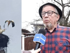 Bitwa bocianów o gniazdo u Stanisława Bigaja w Jaworznie