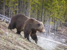 Żubry i niedźwiedzie. Sejm zdecydował ws. użycia gumowych kul