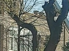 Wycięte drzewa przy I LO w Koninie. Emocje nie opadają