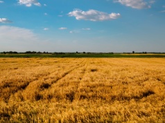 Kujawy kolebką rolnictwa. Badania polskich naukowców dostarczyły szokujących wniosków