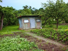 Milion złotych kary za roślinę w ogrodzie? Unijna lista roślin zakazanych