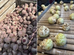 Rolnik został ze 150 tonami selera. „50 gr? To cios poniżej pasa”