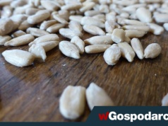 Toksyczny słonecznik z Argentyny. "Smacznego"