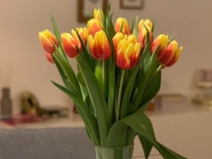 Twoje tulipany będą stały w wazonie tygodniami. Wystarczy wykorzystać ten patent florystek