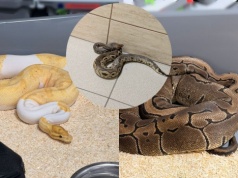 Kraków: policja zaopiekuje się 148 pytonami królewskimi, które ktoś na luzaku hodował sobie w bloku