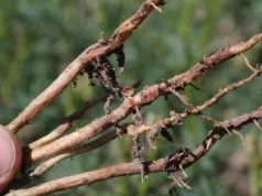 Zaprawianie łubinu przed siewem – czy nitraginę można łączyć ze środkami ochrony roślin?