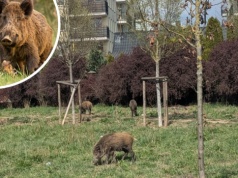 Miasto walczy z dzikami. Urzędnicy sięgnęli po zapach "ludzkiego potu"