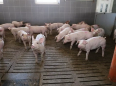 Jakie ceny świń dziś? Zakłady nie chcą płacić więcej