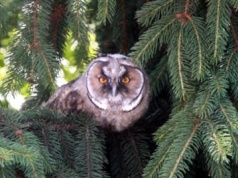 Zniszczyć ptasie siedliska, rozjechać bobrowe tamy. Szkodliwe zapisy w projekcie resortu klimatu