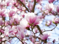 Czego nie lubią magnolie? Przez to nie zakwitną ani razu