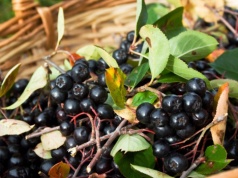 To ostatni moment na cięcie aronii. Dzięki temu zbierzesz pełne kosze