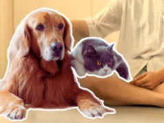 Nowy obowiązek dla właścicieli zwierząt. Kary mają ich zmusić do odpowiedzialności