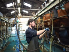 Cena mleka stanęła, koszty rosną. Rolnicy znów pod presją