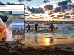 Wyjątkowe znalezisko nad Bałtykiem. Zdjęcia mają ponad 500 polubień