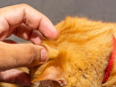 Obowiązkowe chipowanie zwierząt. Psy i koty trafią do centralnego rejestru KROPiK