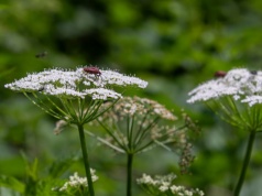 Rośnie niemal wszędzie i denerwuje. Mało kto wie, że chwast może uratować róże