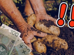 Kryzys na polskiej wsi. Milion ton ziemniaków zalega w magazynach