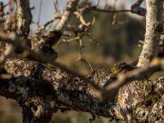 Ten patent ratuje jabłka i śliwki. Kosztuje grosze, działa natychmiast