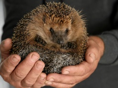Jeże wiosną omijają większość ogrodów. Co je przyciąga i dlaczego u ciebie ich nie ma?