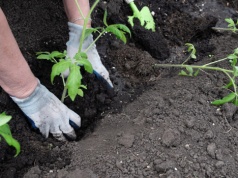 Zasada "40-60", potem "70-90". Siostra nauczyła mnie, jak sadzić pomidory