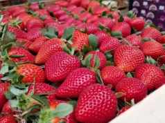 Grecka truskawka znów ruszy do Polski. Krajowa i tak może trzymać cenę