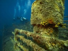 1,6 mln ton zalega w Bałtyku. Dla nich to raj