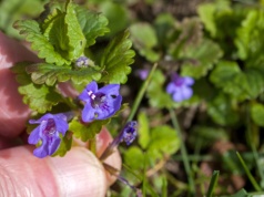 Żadne drogie przyprawy. Ten chwast masz za darmo: poprawia trawienie, świetnie smakuje