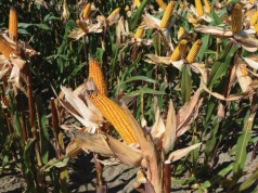 Jaką kukurydzę siać w 2026? Mamy Listę Odmian Zalecanych z podziałem na województwa