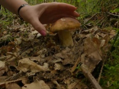 Wiosenny wysyp grzybów w lasach. Tym razem nie tylko smardze