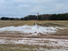 Zima nie pokonała ozimin, ale zostawiła ślady