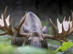 Niecodziennie widowisko z udziałem łosi. Nawet telewizja zaczęła transmisję