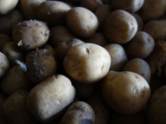 Ziemniaki zalegają w magazynach. Rolnikom kończy się czas