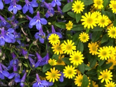 Te kwiaty świetnie sprawdzą się na południowy balkon. Upał im niestraszny