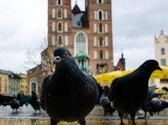 Dwa gołębie postrzelone w Krakowie. Rzeczniczka ds. Zwierząt: Takie działania są nielegalne i absolutnie niedopuszczalne
