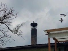 Samotny bocian u Stanisława Bigaja doczekał się partnerki? Na Długoszynie są już cztery ptaki