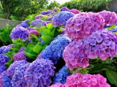 Masz je w ogrodzie? Te cztery rośliny potrzebują twojego wsparcia