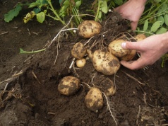 Odchwaszczanie ziemniaka po wycofaniu metrybuzyny. Zobacz dostępne herbicydy i zaplanuj ochronę