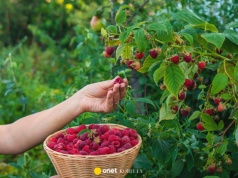 Rozsyp pod malinami, a będą uginać się od owoców