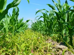 Jak skutecznie odchwaszczać kukurydzę? Doglebowo czy nalistnie?