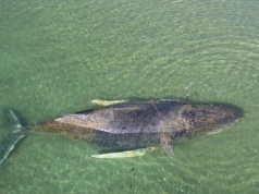 Humbak z Bałtyku żyje, ale szanse ma minimalne. Niemcy: zostanie paliwem