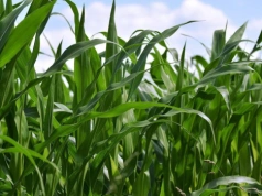 Za dużo azotu i potasu? Ten błąd może obniżyć plon kukurydzy