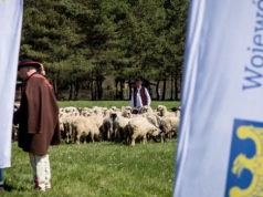 W niedzielę rozpoczyna się sezon pasterski w Beskidach. To będzie Rok Górali i Obrzędów Pasterskich w województwie śląskim