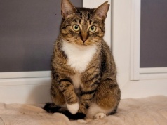 Adopcja zwierząt Katowice: Niko, Łobuz, Stefcia i Przytulas szukają domu