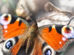 Coś złego dzieje się z motylami w Europie. Znikają jeden po drugim