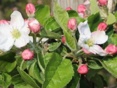 Przymrozki wiosenne 2026: uderzą 21 kwietnia. Jak chronić sady