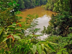 Nie tylko dżungla. Amazonia była centrum cywilizacji