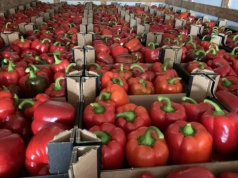 Papryka z Holandii za 4–5 zł/kg. Polscy producenci żądają kontroli